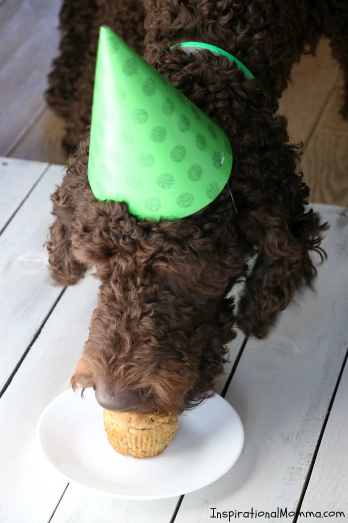 Celebration Peanut Butter Banana Pupcakes are the perfect way to show your four-legged friend just how special they are. Filled with dog-safe ingredients, they are a delicious sweet treat! #inspirationalmomma #pupcakes #birthday #treat #dog #puppy #pup #canine #cupcakes #celebration #peanutbutter #banana #dogtreat #homemade